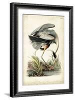 Great Blue Heron-John James Audubon-Framed Art Print