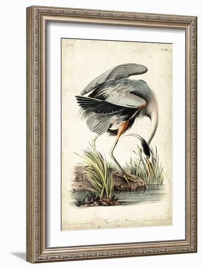 Great Blue Heron-John James Audubon-Framed Premium Giclee Print