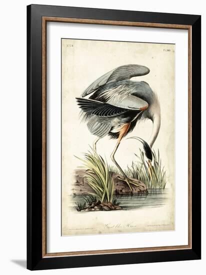 Great Blue Heron-John James Audubon-Framed Premium Giclee Print