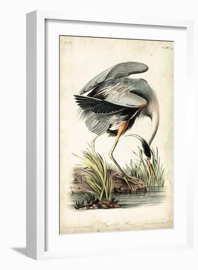 Great Blue Heron-John James Audubon-Framed Premium Giclee Print