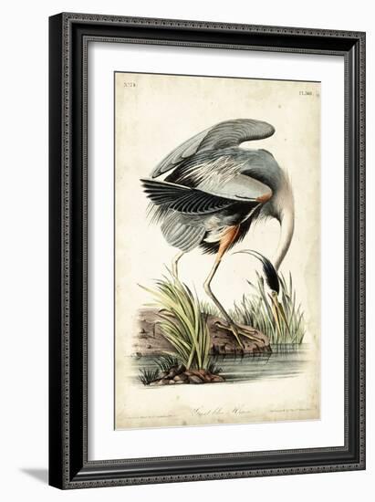 Great Blue Heron-John James Audubon-Framed Premium Giclee Print