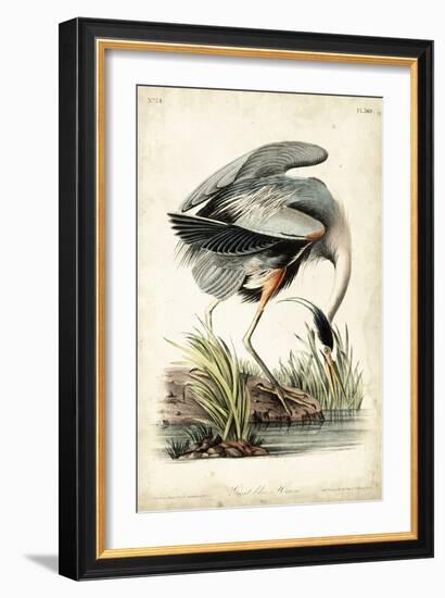 Great Blue Heron-John James Audubon-Framed Premium Giclee Print