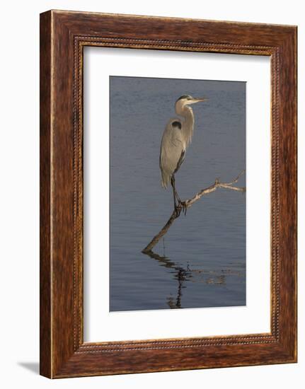 Great Blue Heron-Lynn M^ Stone-Framed Photographic Print