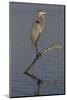 Great Blue Heron-Lynn M^ Stone-Mounted Photographic Print