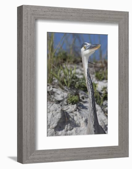 Great Blue Heron-Lynn M^ Stone-Framed Photographic Print