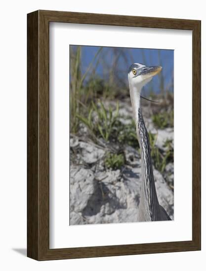 Great Blue Heron-Lynn M^ Stone-Framed Photographic Print