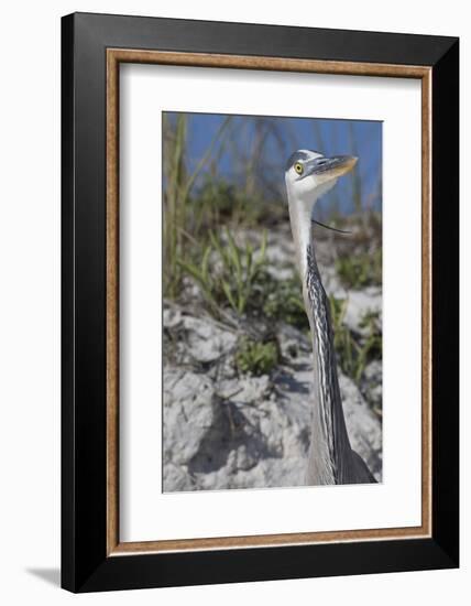 Great Blue Heron-Lynn M^ Stone-Framed Photographic Print