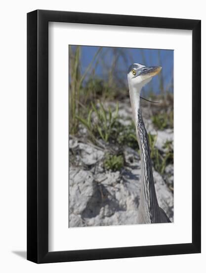 Great Blue Heron-Lynn M^ Stone-Framed Photographic Print