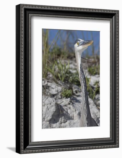 Great Blue Heron-Lynn M^ Stone-Framed Photographic Print