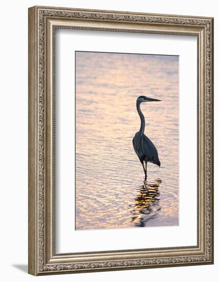 Great Blue Heron-Lynn M^ Stone-Framed Photographic Print