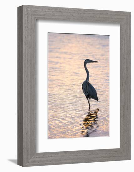 Great Blue Heron-Lynn M^ Stone-Framed Photographic Print