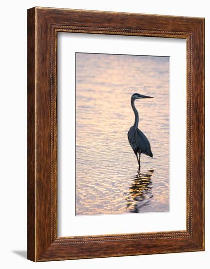 Great Blue Heron-Lynn M^ Stone-Framed Photographic Print