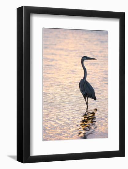 Great Blue Heron-Lynn M^ Stone-Framed Photographic Print