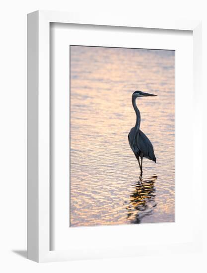 Great Blue Heron-Lynn M^ Stone-Framed Photographic Print