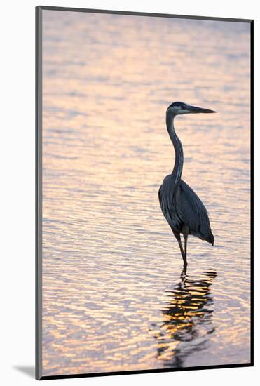 Great Blue Heron-Lynn M^ Stone-Mounted Photographic Print