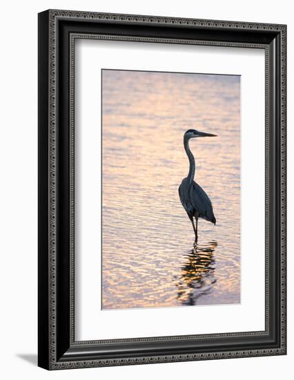 Great Blue Heron-Lynn M^ Stone-Framed Photographic Print