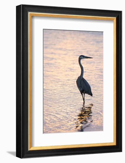 Great Blue Heron-Lynn M^ Stone-Framed Photographic Print