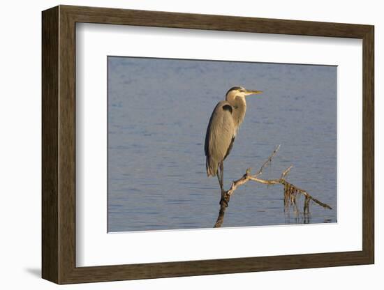 Great Blue Heron-Lynn M^ Stone-Framed Photographic Print