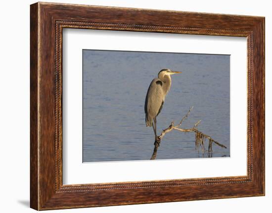 Great Blue Heron-Lynn M^ Stone-Framed Photographic Print