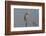 Great Blue Heron-Lynn M^ Stone-Framed Photographic Print