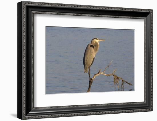 Great Blue Heron-Lynn M^ Stone-Framed Photographic Print