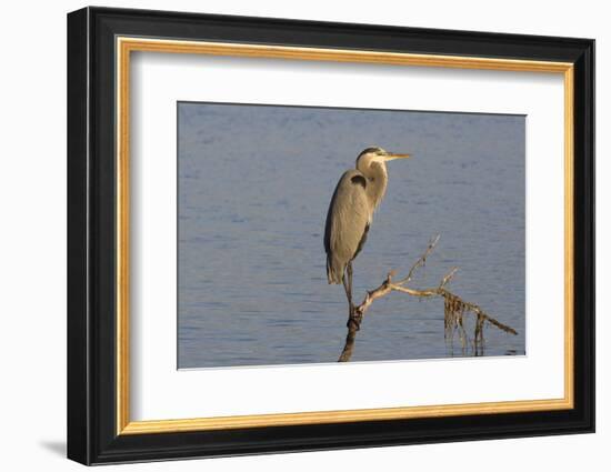 Great Blue Heron-Lynn M^ Stone-Framed Photographic Print