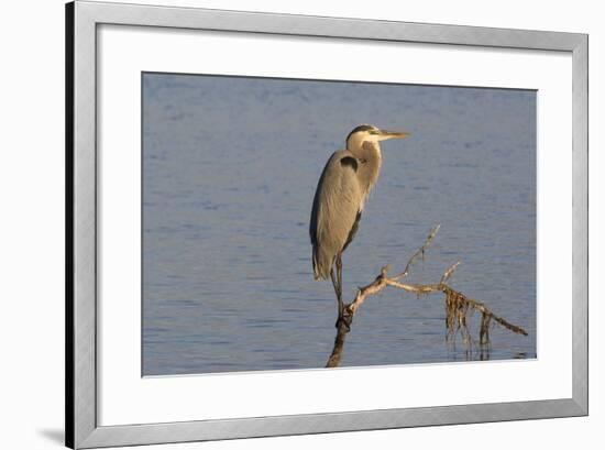 Great Blue Heron-Lynn M^ Stone-Framed Photographic Print