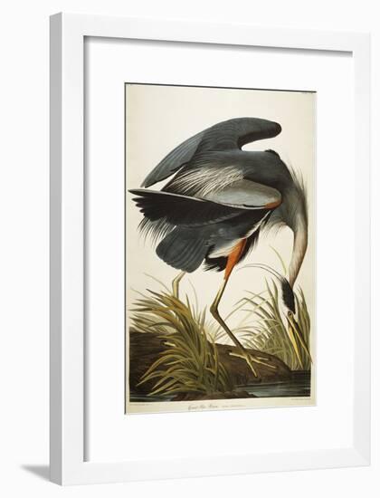 Great Blue Heron-John James Audubon-Framed Giclee Print