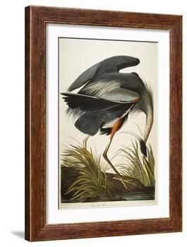 Great Blue Heron-John James Audubon-Framed Giclee Print