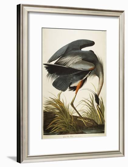 Great Blue Heron-John James Audubon-Framed Giclee Print