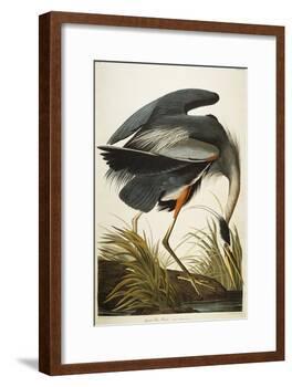 Great Blue Heron-John James Audubon-Framed Giclee Print