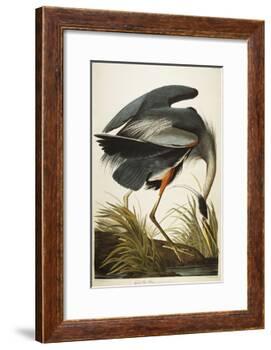 Great Blue Heron-John James Audubon-Framed Giclee Print