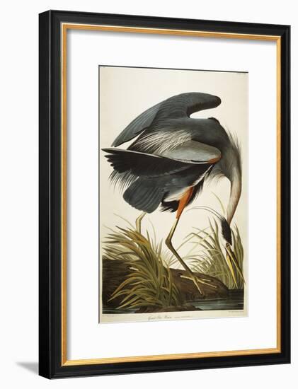 Great Blue Heron-John James Audubon-Framed Giclee Print