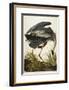 Great Blue Heron-John James Audubon-Framed Giclee Print