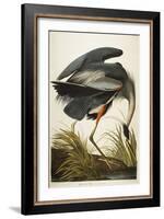 Great Blue Heron-John James Audubon-Framed Giclee Print