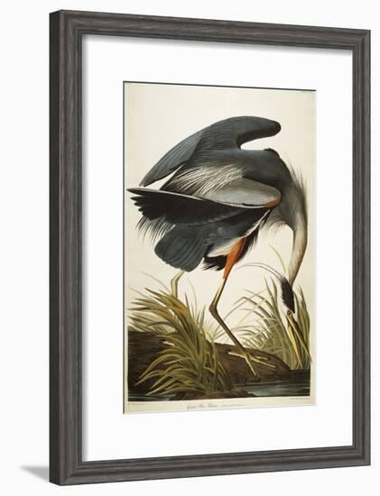 Great Blue Heron-John James Audubon-Framed Giclee Print