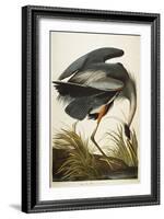 Great Blue Heron-John James Audubon-Framed Giclee Print