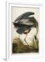 Great Blue Heron-John James Audubon-Framed Giclee Print