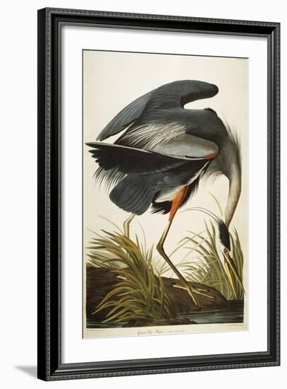 Great Blue Heron-John James Audubon-Framed Giclee Print