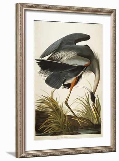 Great Blue Heron-John James Audubon-Framed Giclee Print