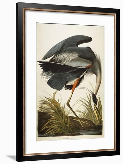 Great Blue Heron-John James Audubon-Framed Giclee Print