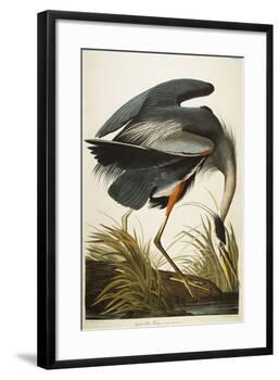 Great Blue Heron-John James Audubon-Framed Giclee Print