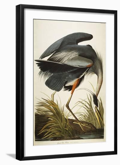 Great Blue Heron-John James Audubon-Framed Giclee Print