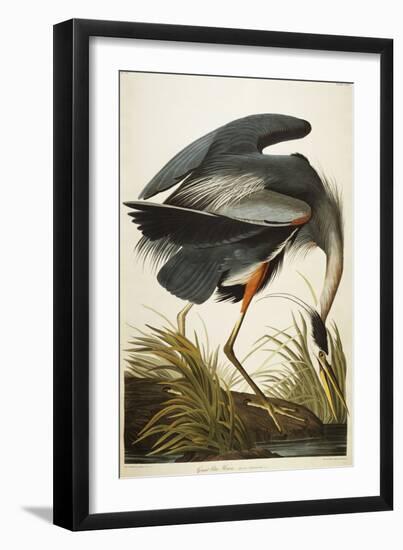 Great Blue Heron-John James Audubon-Framed Premium Giclee Print