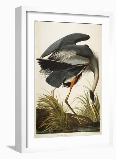 Great Blue Heron-John James Audubon-Framed Premium Giclee Print