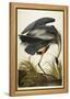 Great Blue Heron-John James Audubon-Framed Premier Image Canvas