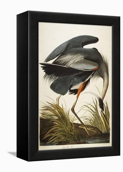 Great Blue Heron-John James Audubon-Framed Premier Image Canvas