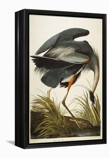 Great Blue Heron-John James Audubon-Framed Premier Image Canvas