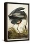 Great Blue Heron-John James Audubon-Framed Premier Image Canvas