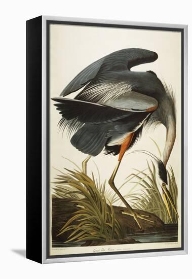 Great Blue Heron-John James Audubon-Framed Premier Image Canvas